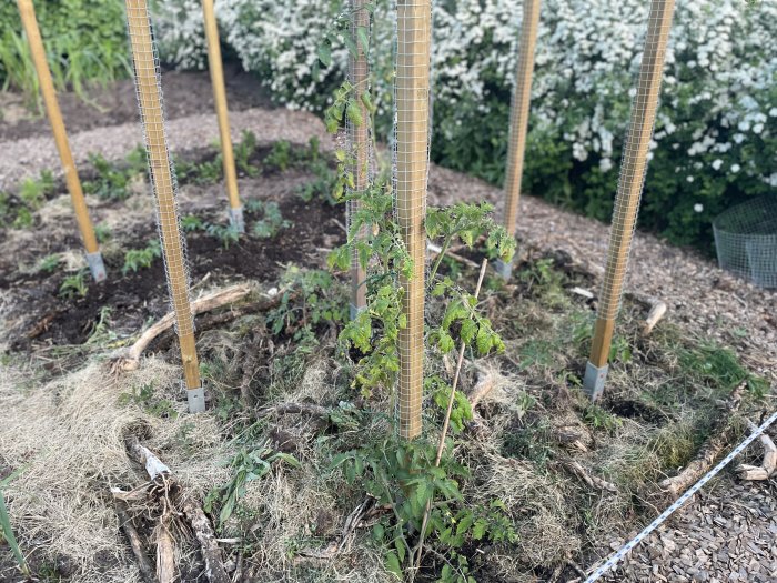 Tomatplantor stödda av nätstolpar i en trädgård med nyligen rensat ogräs och mulch.