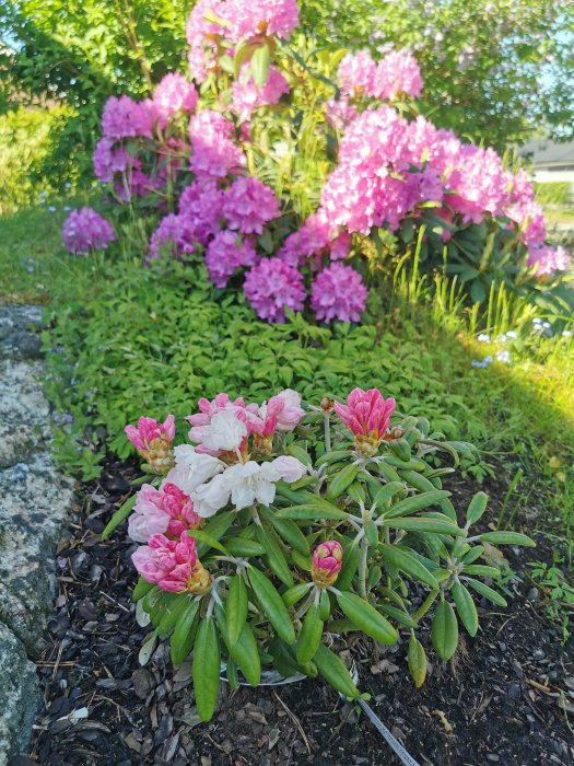 Rhododendronbuske med rosa blommor i förgrunden, omgiven av gröna blad och gräs.