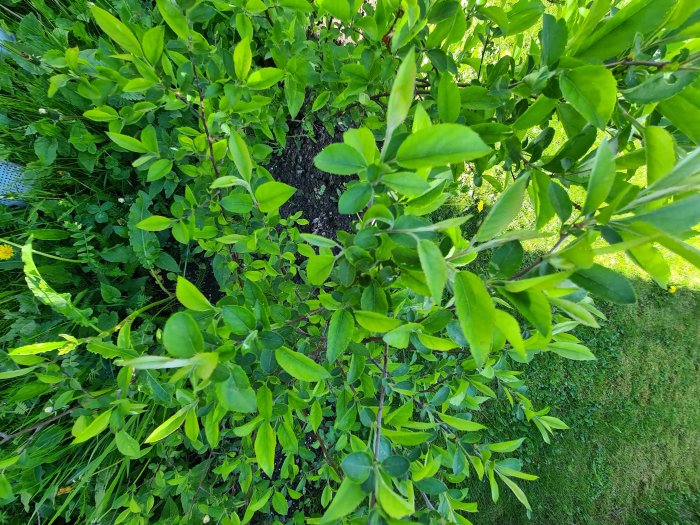 Översiktsbild på en buske med gröna löv, omgiven av gräs och odefinierade växter.