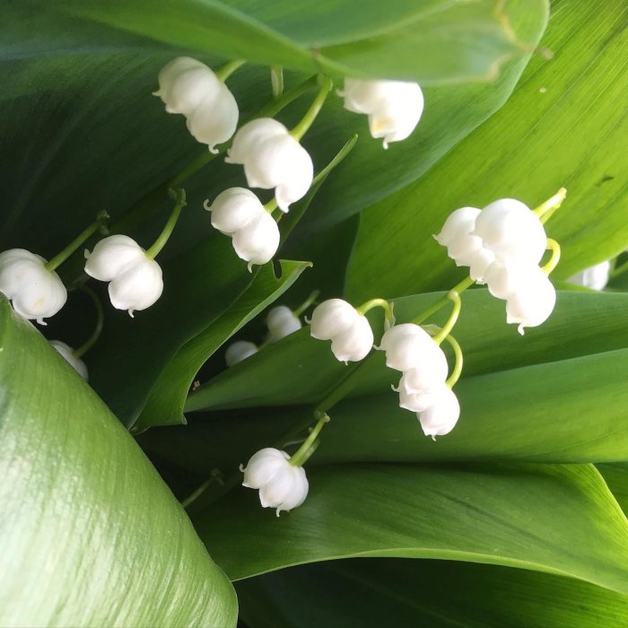 Närbild på blommande liljekonvaljer med vita klockformade blommor och gröna blad.