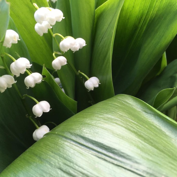 Liljekonvaljer med vita blommor och gröna blad som blommar.