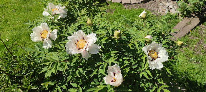 Buskpion med flera utsprungna vita blommor och oöppnade knoppar, omgiven av grönt lövverk i en solig trädgård.