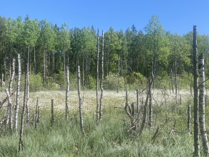 Unge björkträd framför en äng med vita blommor och täta gröna skogsbakgrunder under klarblå himmel.