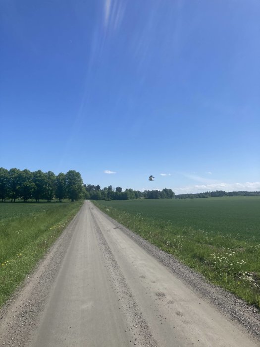 Grusväg genom gröna fält med träd vid sidan under blå himmel.