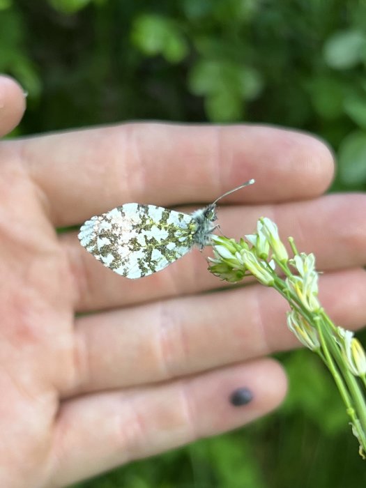 Närbild av en fjäril på en hand framför gröna växter.