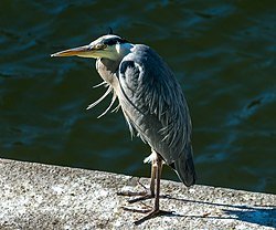 En gråhäger står på en kant vid vatten.