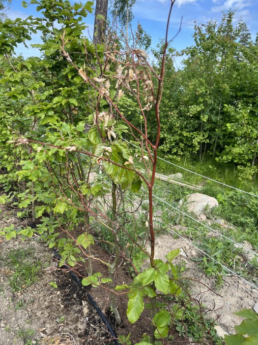 Bokplanta med vissna grenar och blad bland friska gröna i en trädgård.