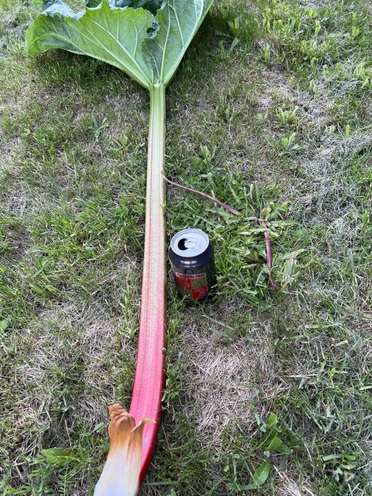 En stor rabarberstjälk bredvid en ölburk på gräset för att visa storleken.