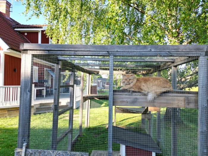 Katt vid namn Rasmus sitter orörd i en trädgårdsmiljö på ett plank i ett katthus med röd byggnad i bakgrunden.