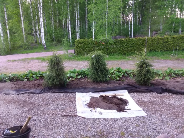 Nyplanterade Hemlockar och ett Bergkörsbärsträd i en trädgård med hjorduk och hjulburen jord i förgrunden.