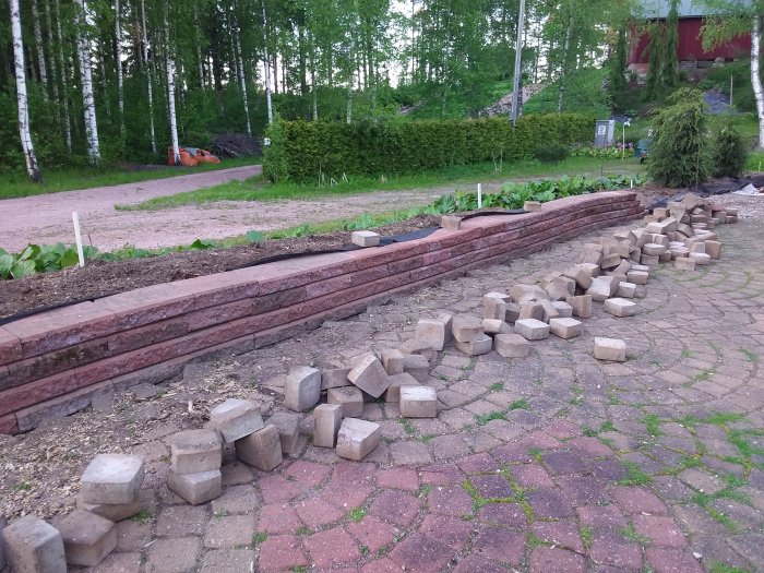 Nyplanterade Hemlockar och Bergkörsbärsträd bredvid en flyttad stenmur och jord i trädgård.