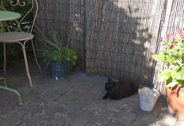 En svart katt ligger på stenplattor i en solig trädgård med krukväxter och rottingstaket.