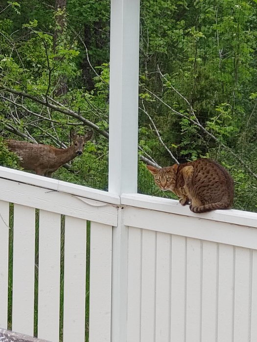 En katt som sitter på en vit balkong och stirrar intensivt på ett rådjur i bakgrunden.