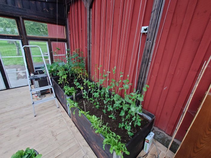 Plantor som växer i odlingslåda vid röd vägg, med en stege och trägolv synligt.