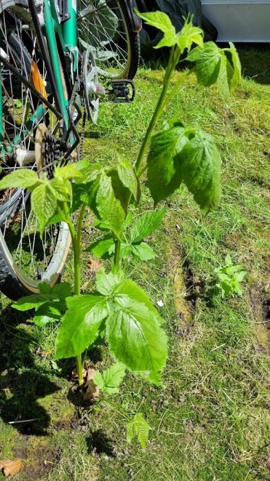 Växt med stora gröna blad i gräsmattan bredvid en cykel, misstänkt vara parkslide.