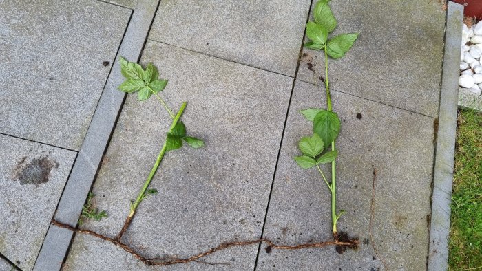 Växter med långa rötter som sticker upp mellan trottoarplattor på en gräsmatta.