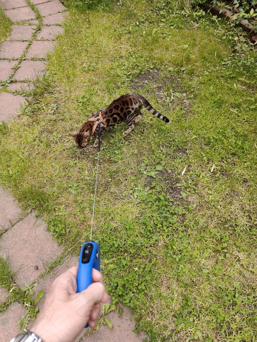 Bengalisk katt på gräs med sele och koppel hållet av en hand med en blå klicker.