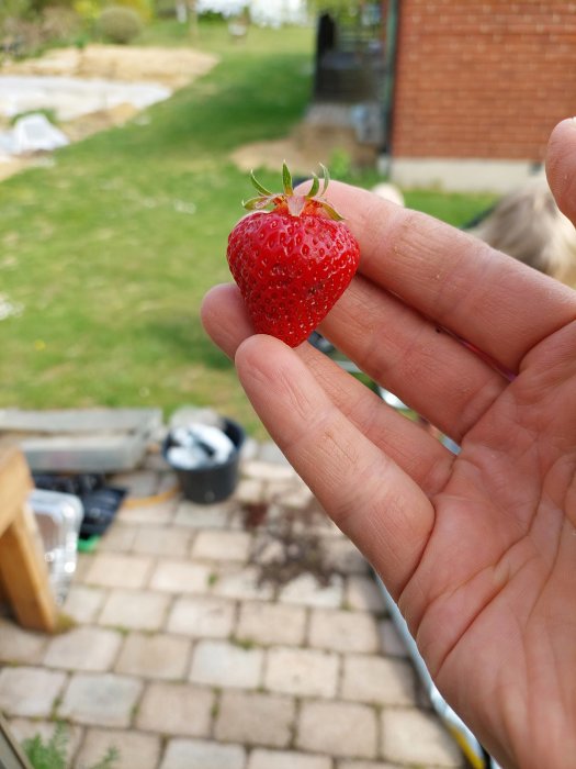 En hand håller en mogen jordgubbe framför ett otydligt trädlöst bakgrundslandskap, symboliserar hemodling.
