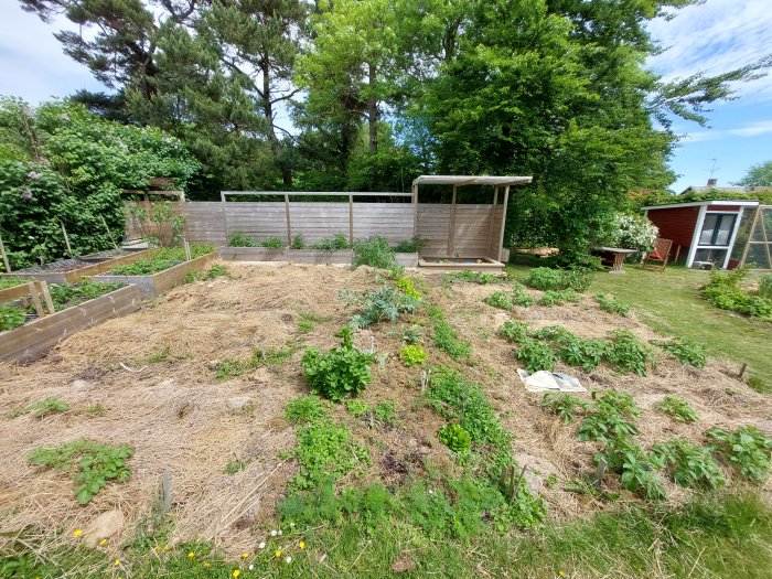 Trädgård med odlingsbäddar, växthus och trädäck på en solig dag.