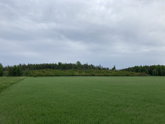 Tomt med grönt gräs och omgivande skog under molnig himmel.