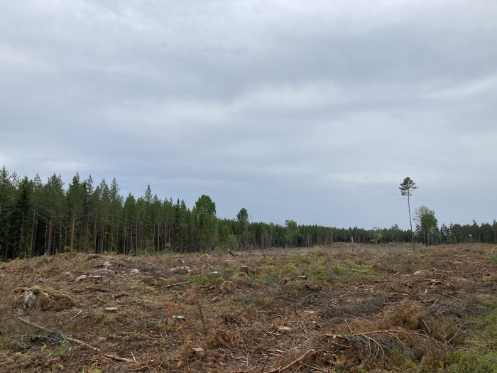 Avverkad skog med stubbar och kvarvarande träd i bakgrunden under molnig himmel.