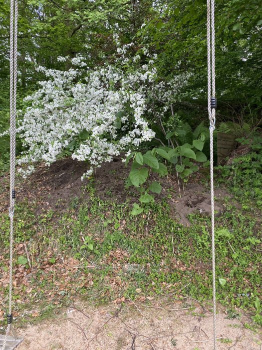 Träd med vita blommor och jordhög med växter framför, gungset i förgrunden.