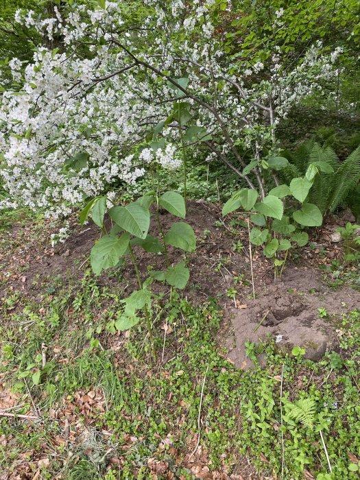 Jordhög med yngre Jätteslideplantor framför ett blommande träd, grävd mark synlig i förgrunden.