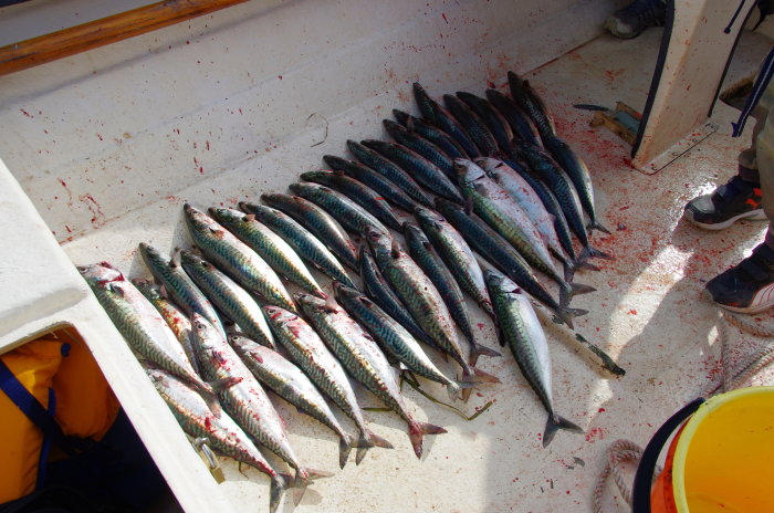 Fångade makrillar uppradade på en blodfläckad båtdäck med fiskeutrustning i bakgrunden.