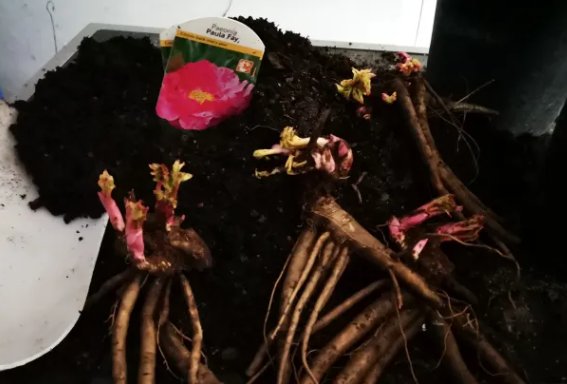 Pionknölar redo för plantering med en etikett som visar pionblommans färg.