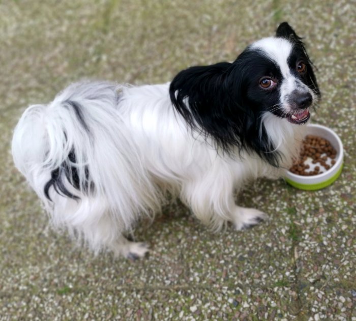 Svartvit hund vid matskål ute på grusunderlag.