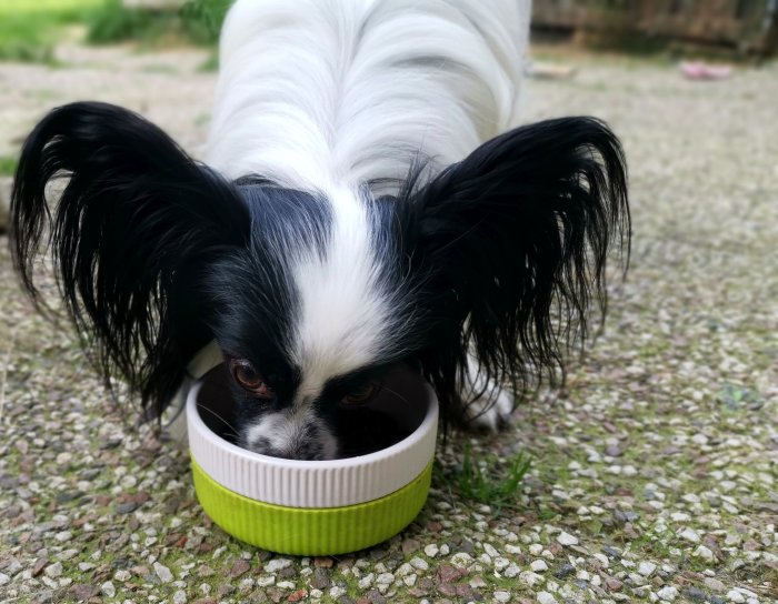En svartvit hund äter ur en skål utomhus på ett grusunderlag.