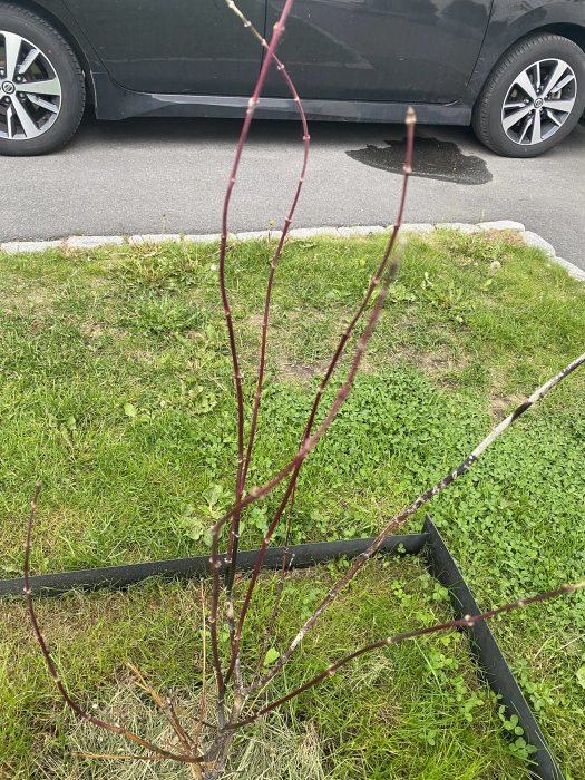 Bar grenar på en japansk lönn i trädgården utan blad eller blommor.