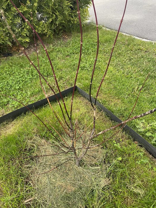 En japansk lönn som inte blommar med kala grenar i en planteringsbädd mot en gräsbevuxen bakgrund.