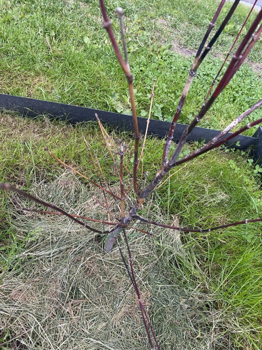 Ett avlövat japanskt lönnträd i gräset, indikerar oro över dess hälsa då det inte blommat.