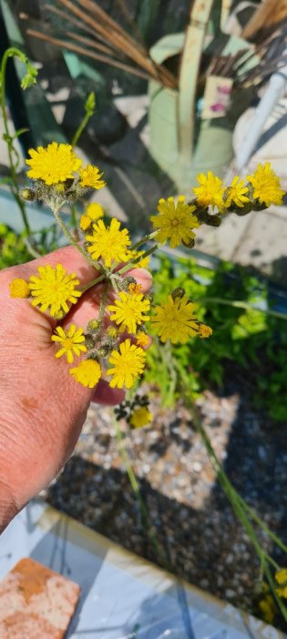 Hand som håller en stjälk med små gula blommor betraktas som ogräs.