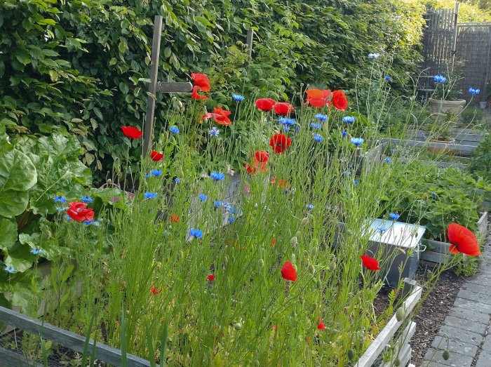 En liten ängsträdgård med blomstrande röda vallmo och blåklint mot en grön häckbakgrund.