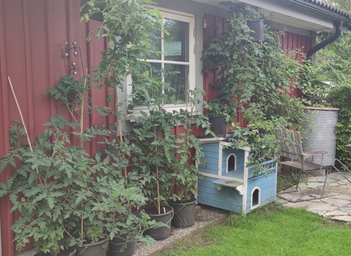 Tomatplantor i krukor vid en röd vägg och ett blått fågelhus, med förhoppning om att snart bära färgglada frukter.