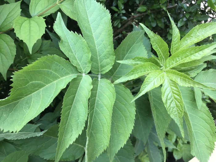 Närbild av okänd växt med stora gröna blad mot en bakgrund av lummig grönska.