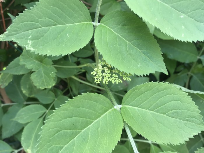 Gröna blad på en okänd växt med en klase omogna, små blommor i mitten.