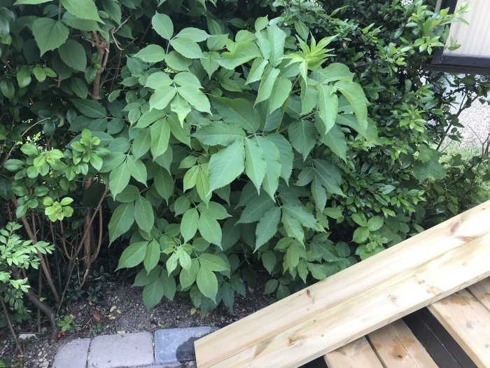 Okänd grön lövbuske med stora blad i trädgård.