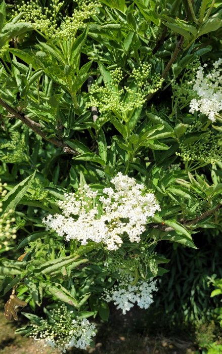 Äkta fläderbuske med vita blommor och knoppar mot grön lövverksbakgrund.