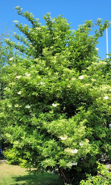 En buske av äkta fläder som börjar blomma med ljusgrön lövverk och vita blomklasar mot en klarblå himmel.