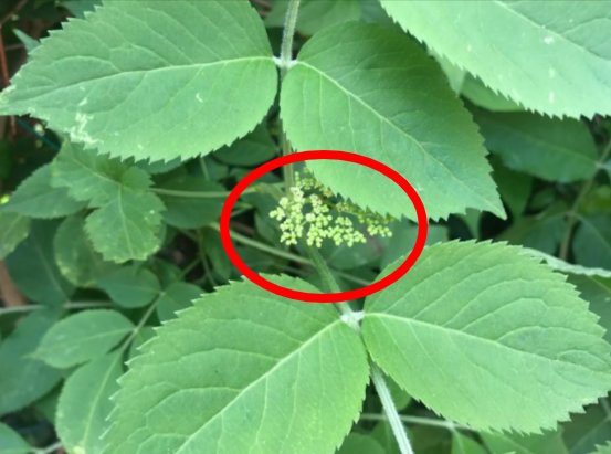 Blad av Äkta Fläder med små blomknoppar markerade med röd cirkel.