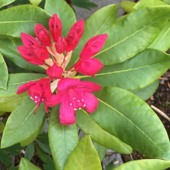 Rhododendron med röda blommor och gröna löv, några knoppar är på väg att slå ut.