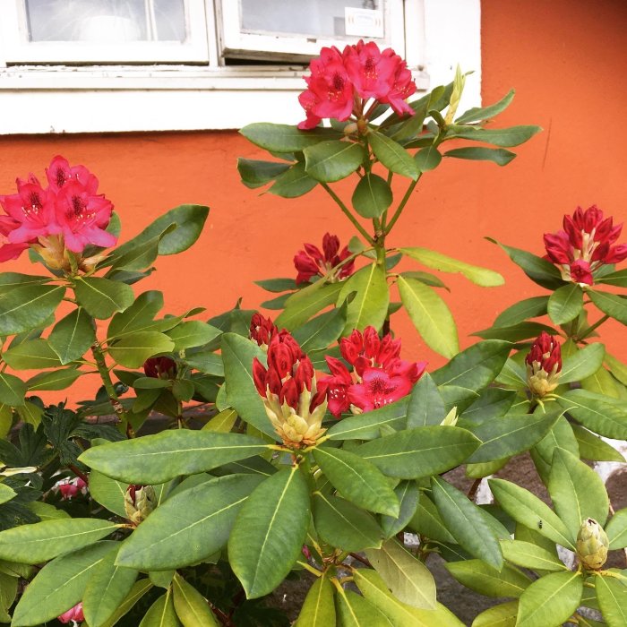 Rhododendronbuske med röda blommor och knoppar framför orange vägg och fönster.