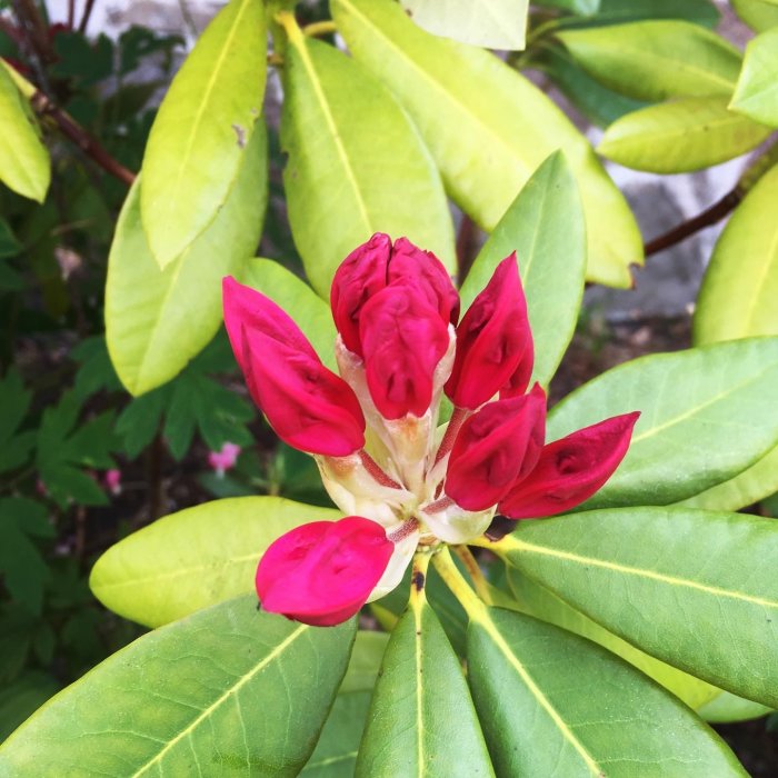 Rhododendron med röda knoppar omgiven av gröna blad, indikerande kommande blomning.