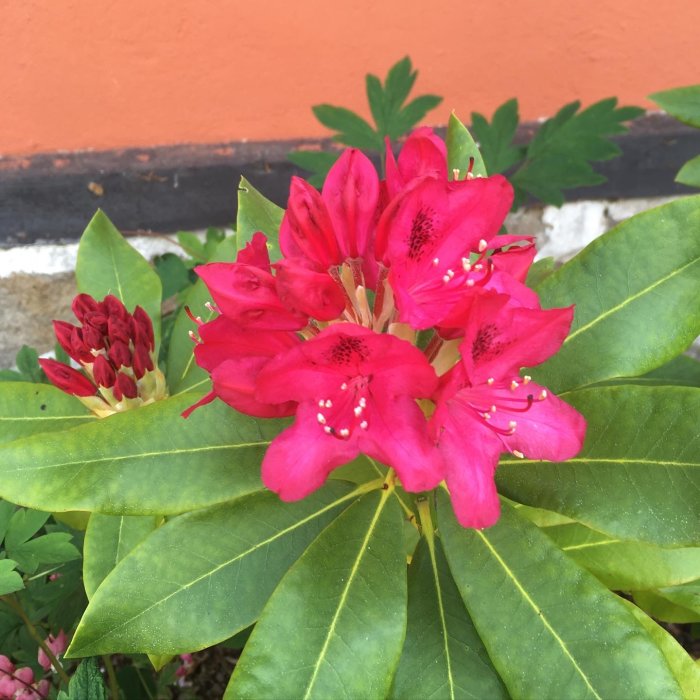 En Rhododendron med klarröda blommor och gröna blad mot orangefärgad vägg.