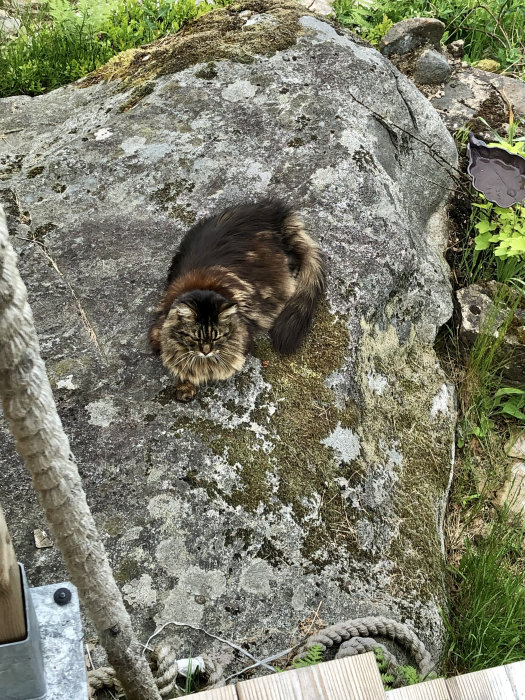 En katt ligger och morrar på en bädd av mossa på en sten ute i naturen.