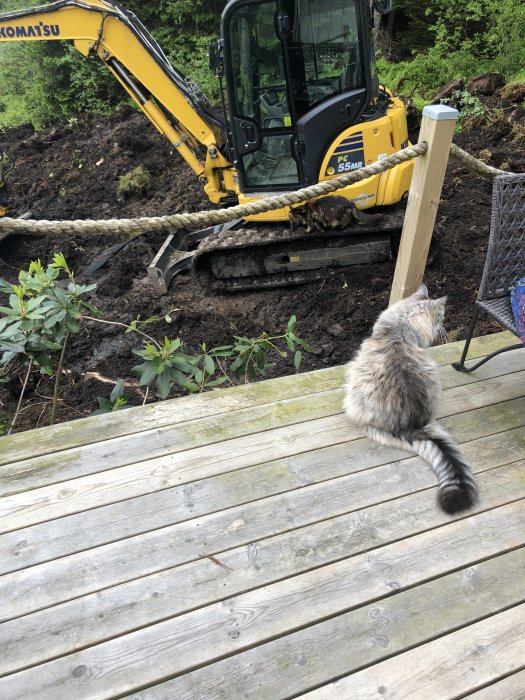 Katt observerar stillestånd grävmaskin från träaltan, uppgrävd jord i bakgrunden.