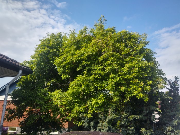 Ett stort grönt träd med tät lövverk framför ett bostadshus, en del av trädet ser beskuret ut.